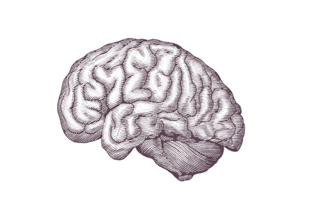 Human Brain